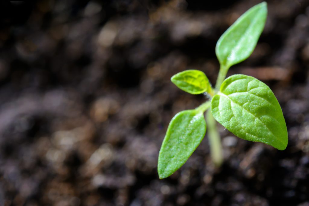 A closeup picture of a sprout